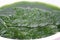 Fresh green spirogyra in water