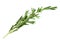 Fresh green sprig of rosemary