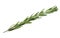 Fresh green sprig of rosemary on a white isolated background. Close-up.