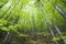 Fresh green spring beech forest