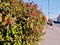 Fresh green spring fuchsia shrub hedge near a sidewalk in a town