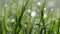Fresh green spring grass with dew drops.