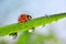 Fresh green spring grass with dew drops and ladybug