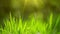Fresh Green Spring Grass Lawn in Morning Close up, Bright Vibrant Natural Season Background