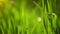 Fresh Green Spring Grass Lawn in Morning Close up, Bright Vibrant Natural Season Background