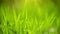 Fresh Green Spring Grass Lawn in Morning Close up, Bright Vibrant Natural Season Background with Shallow Depth of Field