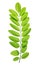 Fresh green spring leaf of Acacia or Black Locust