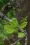 Fresh green spring leaves of Swamp White Oak tree, latin name Quercus Bicolor,