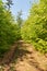 Fresh green springtime deciduous forest with hiking traul and bkue sky