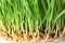 Fresh green sprouted wheat grass