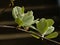 Fresh green sprouting whitebeam leafs -  Sorbus aria