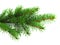 Fresh green spruce branch