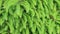 Fresh green spruce conifer branches close up, organic texture