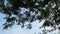 Fresh green tamarindus indica tree in nature garden