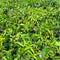 Fresh green tea bushes on Asian plantation.