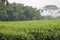 Fresh green tea leaves on kuneer hill, Malang - Indonesia