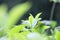 Fresh green tea leaves on kuneer hill, Malang - Indonesia