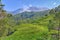 Fresh green tea plantation or estate in Munnar, Kerala