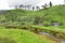 Fresh green tea plantation or estate in Munnar, Kerala