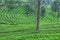 Fresh green tea plantation or estate in Munnar, Kerala