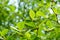 Fresh green Terminalia ivorensis leaf