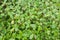 Fresh green Terminalia ivorensis leaf in nature garden