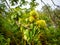 Fresh green thorny chestnuts on a branch with blurred background