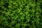 Fresh green thyme leaves filling the entire frame, fresh herbs, generative AI