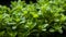 Fresh green thyme leaves. Generative AI.