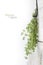 Fresh green thyme, Thymus vulgaris, hanging to dry on a bright w