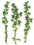 Fresh green thyme twigs, isolated