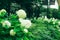 The fresh green of Tokyo Meguro River