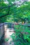 The fresh green of Tokyo Meguro River