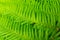 Fresh green tree fern frond pattern abstract, background