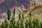 Fresh green trees rising from below with rocky Himalayan mountain landscape of Leh, Ladakh in the background, Jammu and Kashmir,