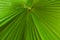 Fresh green tropical palm leaf close up surface texture image as background image. green palmtree leaf texture with