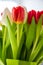 Fresh green tulips in spring