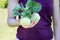 fresh, green Turnip