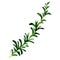 Fresh green twig of rosemary isolated, watercolor illustration on white