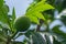 Fresh and green unripe tropical breadfruit with leaves hanging on the tree under the bright sunlight