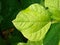 A fresh green veined bean leaf in the sun.