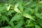 Fresh green Vietnamese Coriander Polygonum odoratum Lour in the vegetable garden.