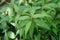 Fresh green Vietnamese Coriander Polygonum odoratum Lour in the vegetable garden.