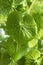 Fresh green wasabi plant
