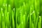 Fresh green wheat grass with drops dew