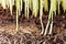 Fresh green wheat seedling close-up