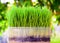 Fresh green wheat seedlings on green nature background