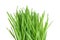 Fresh green wheatgrass