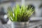 Fresh green wheatgrass growing in concrete pot