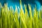 Fresh green wheatgrass texture, natural background